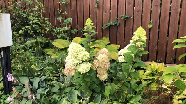 Гортензия Лаймлайт смотреть онлайн