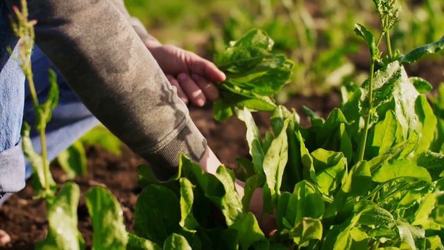 7 FAST Growing VEGETABLES you could still grow and plant in AUTUMN