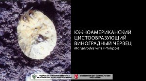 Южноамериканский виноградный червец (Margarodes vitis (Philippi))