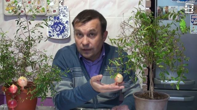 КАК ВЫРАСТИТЬ КРУПНЫЙ ГРАНАТ ДОМА? НОРМИРОВКА КОМНАТНОГО ГРАНАТА ПЛОДАМИ. ЭКЗОТИКА НА ПОДОКОННИКЕ