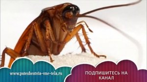СОННИК - К чему снятся ТАРАКАНЫ?
