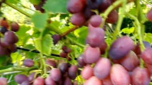 Обзор сортов винограда. Дунав или Дунов. Август