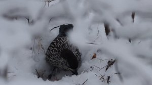 Кедровка (ореховка), ищет пропитание в зимний период.