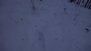 ТАЙНА СНЕЖНОГО ЧЕЛОВЕКА РАСКРЫТА / THE BIGFOOT MYSTERY REVEALED