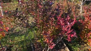 ГОЛУБИКА осенью! Подготовка кустов к зиме.