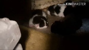 Прибилась кошка с котятами.