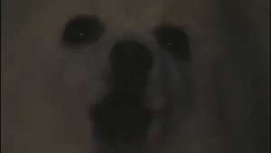 Gabe The Dog- Running in the 90's