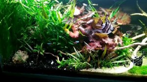 Питательная подложка в аквариум, своими руками. Просто и эффективно.