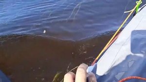 Шуя -1 с парусом Джонка от тритона в небольшом заплыве (26 км) по финскому заливу