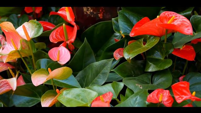 КРАСИВЫЕ ХРИСТИАНСКИЕ ПЕСНИ | СБОРНИК смотреть онлайн