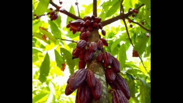 о какао дереве №1 смотреть онлайн