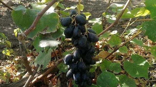 Виноград Конго(Калугин В. М) прививка 2023год, виноградник Король В. Н. Краснодар смотреть онлайн