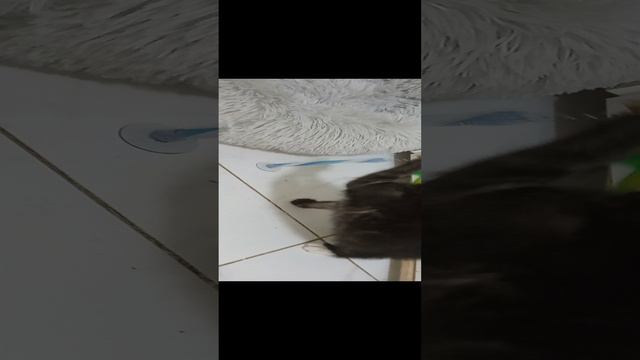 Котейка играет с мышкой