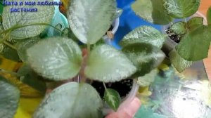 Для любителей эписций //Характеристика сортов эписций  // Сорт " Timeiscaming "