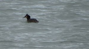 Поганка птица