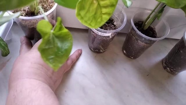 Сингониумы с пятнышками. смотреть онлайн