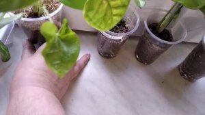 Сингониумы с пятнышками.