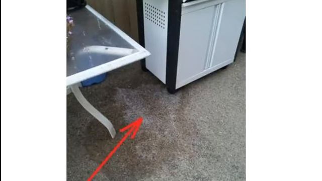 How to get dog urine odor out of yard | Free tips from Odor Dude смотреть онлайн