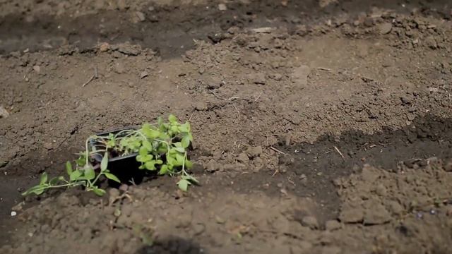 Огород для Ленивых. Рассада Букетная Посадка в Грунт. Как получить Большой Урожай Овощей, Цветов. смотреть онлайн