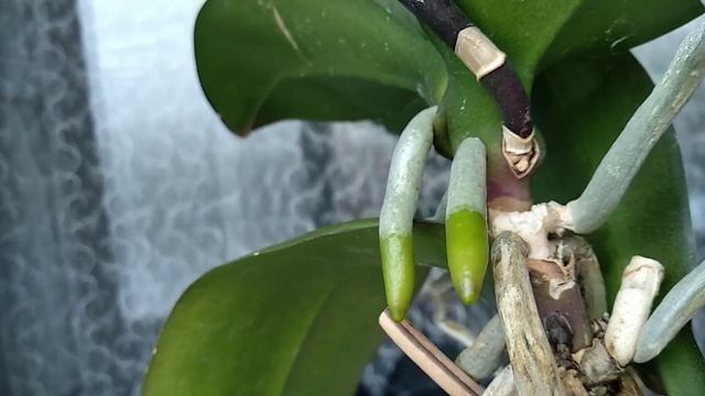 ХОТЬ РАЗ орхидеи СБРЫЗНИ ЭТИМ! цветонос СРАЗУ! корни ЛЕЗУТ! ПОЛЕЗНЫЙ полив орхидеи! смотреть онлайн