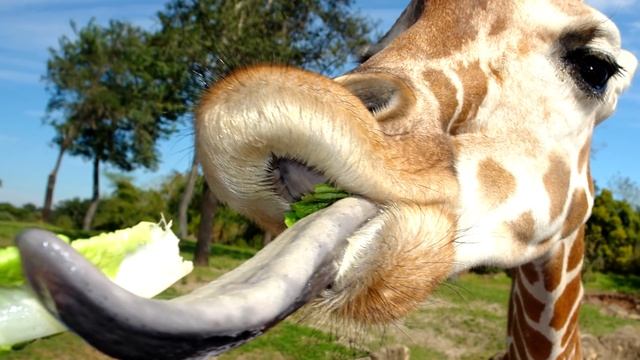 ТОП 10 САМЫЕ ДЛИННЫЕ ЯЗЫКИ У ЖИВОТНЫХ смотреть онлайн