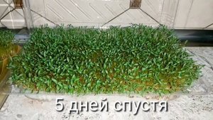 Как вырастить травку к Пасхе.ДЕКОР-ТРАВКА К ПАСХЕ ЗА 7 дней