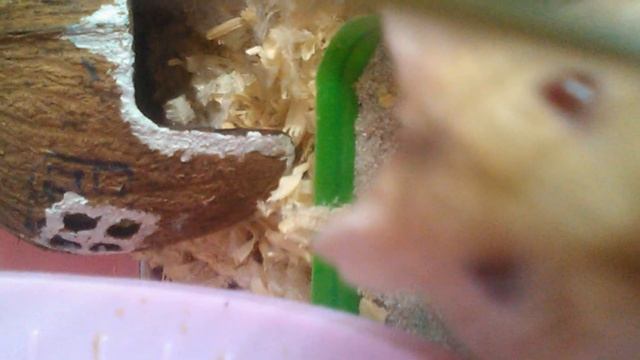 фото моего хомяка.Но он конечно не фотомодель)) смотреть онлайн