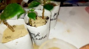 ПЛЕСЕНЬ В ГОРШКАХ С ЧЕРЕНКАМИ И СЕЯНЦАМИ. САМЫЙ ОТЛИЧНЫЙ СПОСОБ ИЗБАВИТЬСЯ ОТ ПЛЕСЕНИ НА ПОЧВЕ.