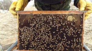 ДАЛЬНЕВОСТОЧНАЯ ПОРОДА ПЧЕЛ ||  ПАСЕКА ПЧЕЛОВОДСТВО || ДАЛЬНЕВОСТОЧНАЯ ПЧЕЛА