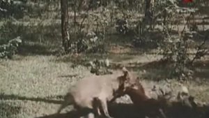 х/ф Серый разбойник