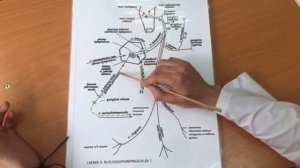 Языкоглоточный нерв 9 пара.Анатомия
