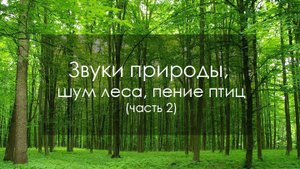 Звуки природы, шум леса, пение птиц_2