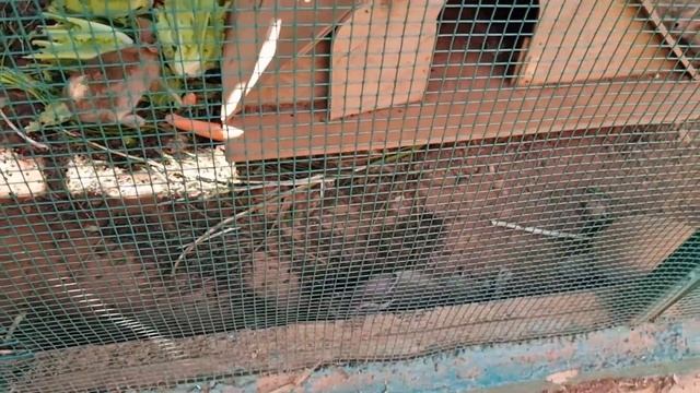 Турция 2021 Обзор Отеля Delphin Deluxe Resort Наши Впечатления