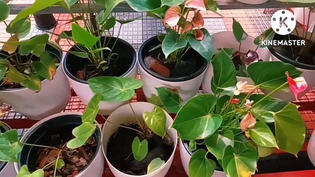 Anthurium plant Care in malayalam/ Indoor Flowering Plant/How To Propagate Anthurium Plant Easily. смотреть онлайн