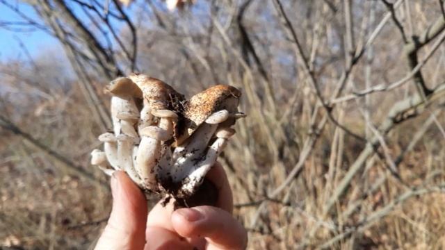Валуи и Вешенка. осенние грибы Астрахани. смотреть онлайн