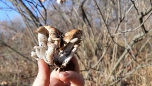 Валуи и Вешенка. осенние грибы Астрахани.