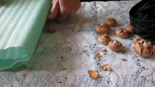 Гладиолусы . хранение луковиц смотреть онлайн