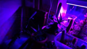 Светодиодные фитосветильники для дома и теплицы