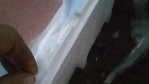 Приёмка оплодотворённой икры заказчиком!