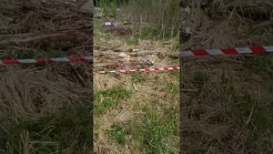 Кардинал 6.35 пули regular 2 g. ?