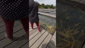 Форелевая ферма ..😊👍
