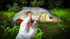 ПОЙМАЛ БОССА маленькой РЕЧКИ / XUL РЫБАЛКА по ГОЛАВЛЮ и ЕЛЬЦУ