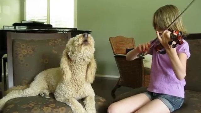 Dog Singing to Violin II смотреть онлайн