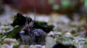 Черноморские Раки-отшельники (Diogenes Pugilator)