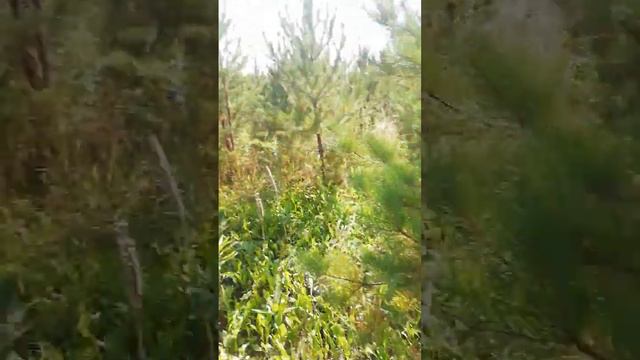 рыбалка за грибами смотреть онлайн