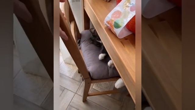 дизайнер ?