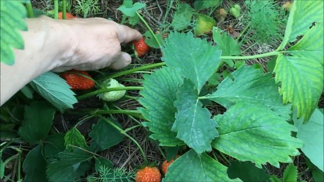 ОБЗОР САДА В ИЮНЕ / БОЛЕЗНИ РОЗ / ВЫРАЩИВАНИЕ ТРИХОДЕРМЫ часть 2 / Органическое земледелие на юге смотреть онлайн