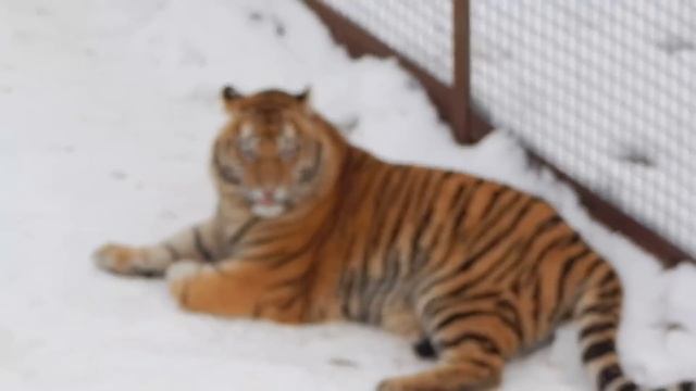 Красавец Хасан на снегу смотреть онлайн