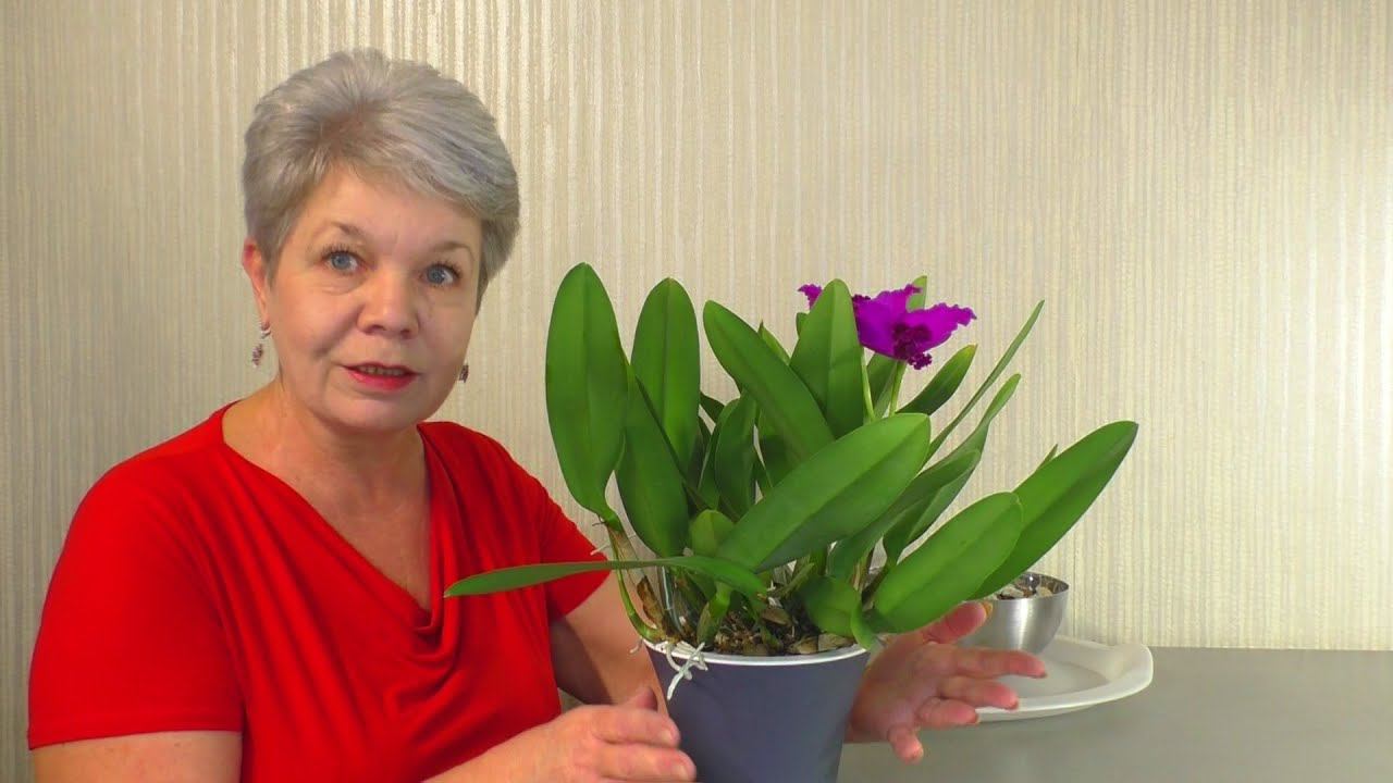 Как пересадить ЦВЕТУЩУЮ КАТТЛЕЮ в Новый большой горшок ???  Как поливать Каттлеи ???