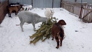 Ёлка козам! Зачем давать козам ёлку? Козанастер 3000